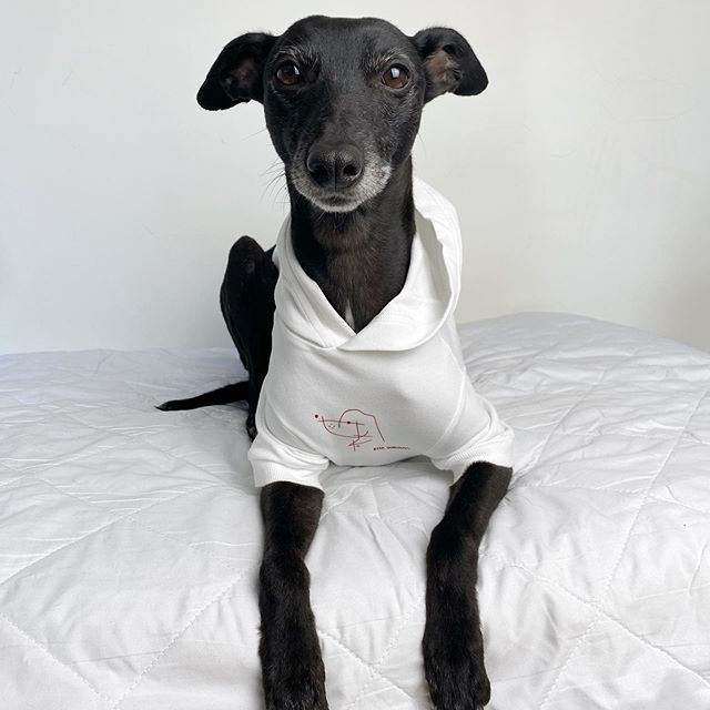 A dog posing with an Over Glam Hoodie on a bed