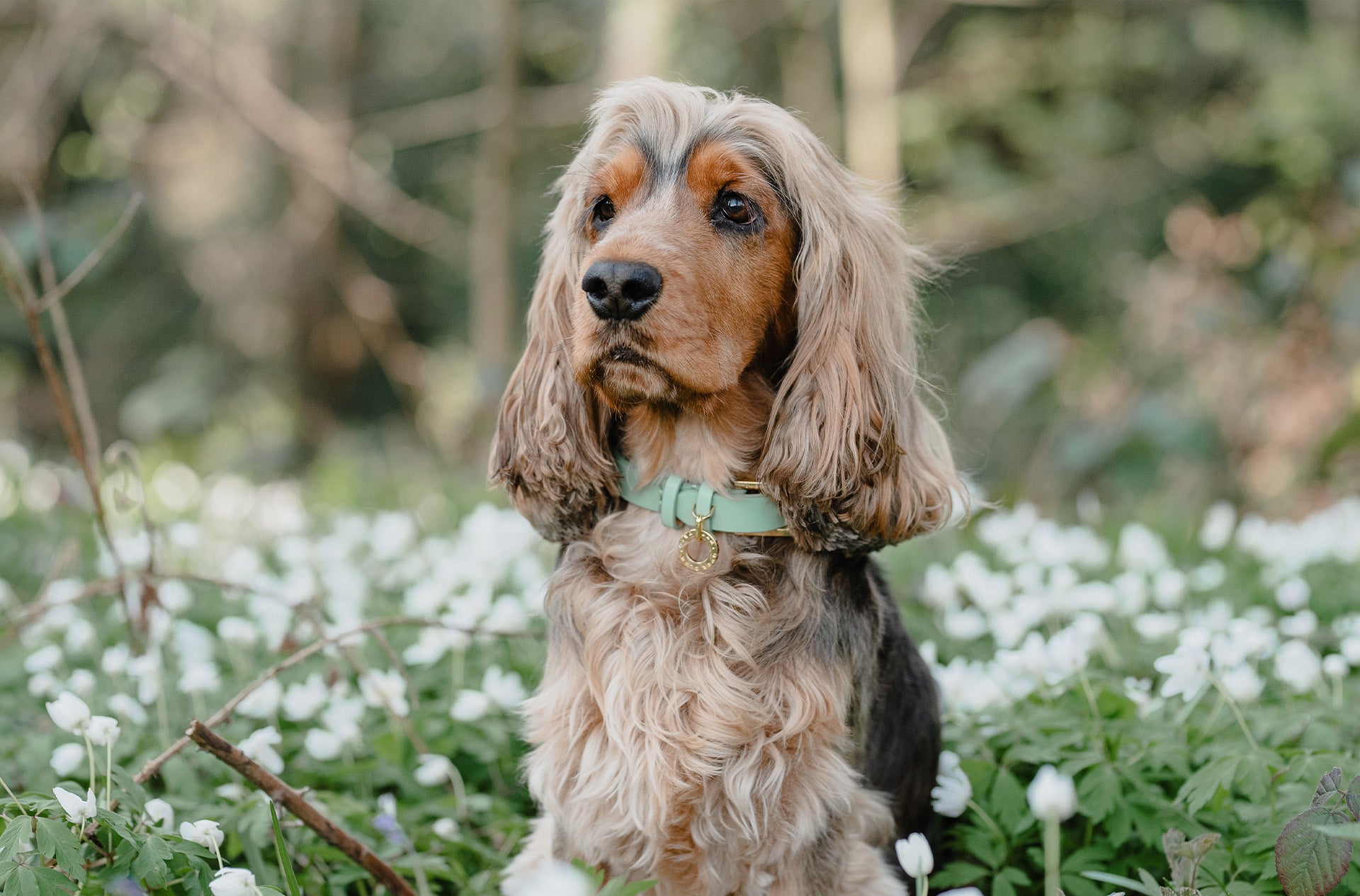 A dog wearing an Over Glam Premium Leather Collar in a field