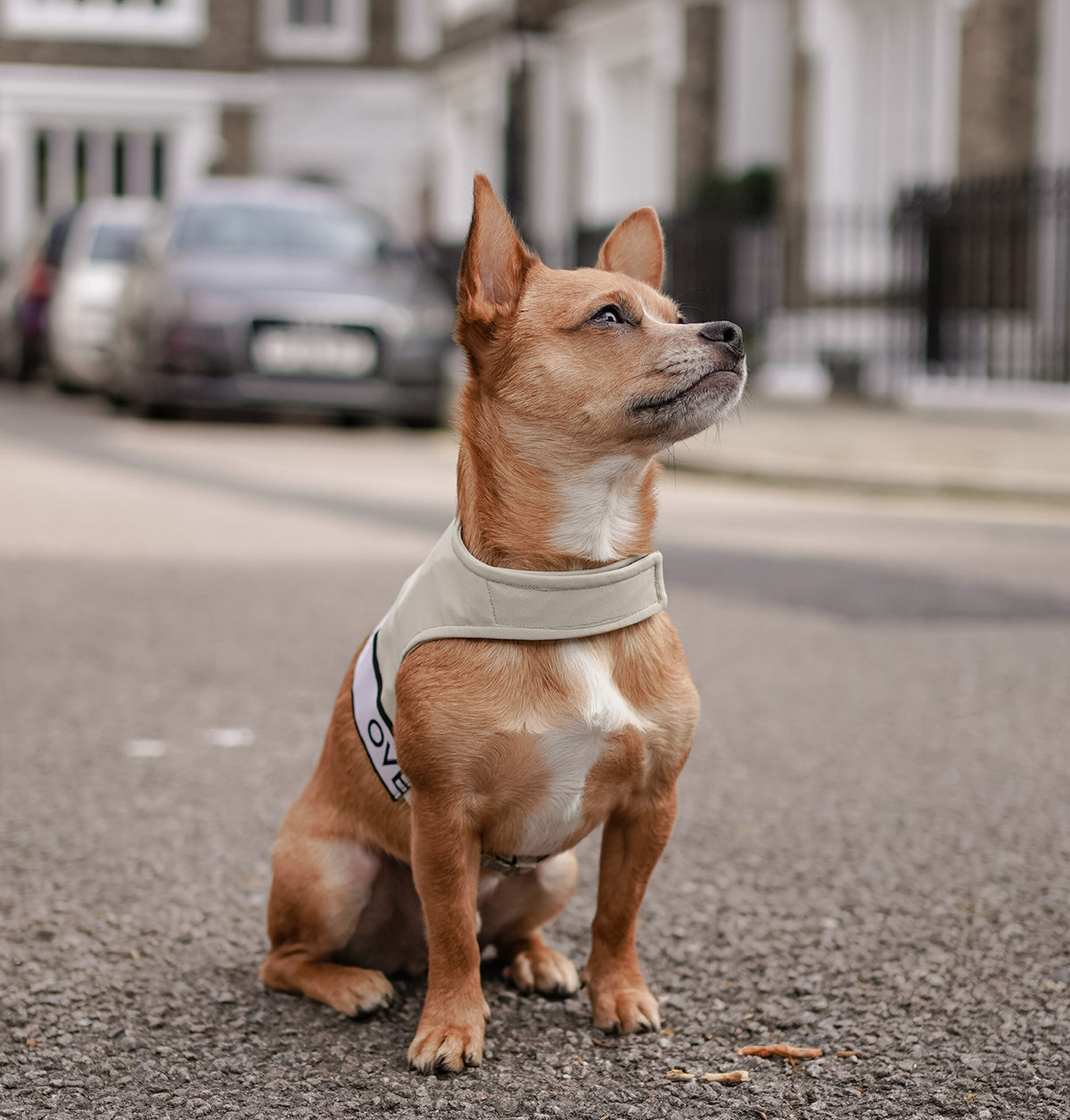 Dog wearing Over Glam Pastel Ribbon on the streets of London