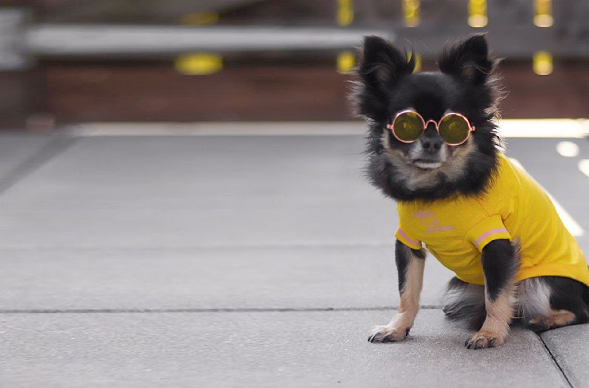 A dog wearing sunglasses and Over Glam t-shirt