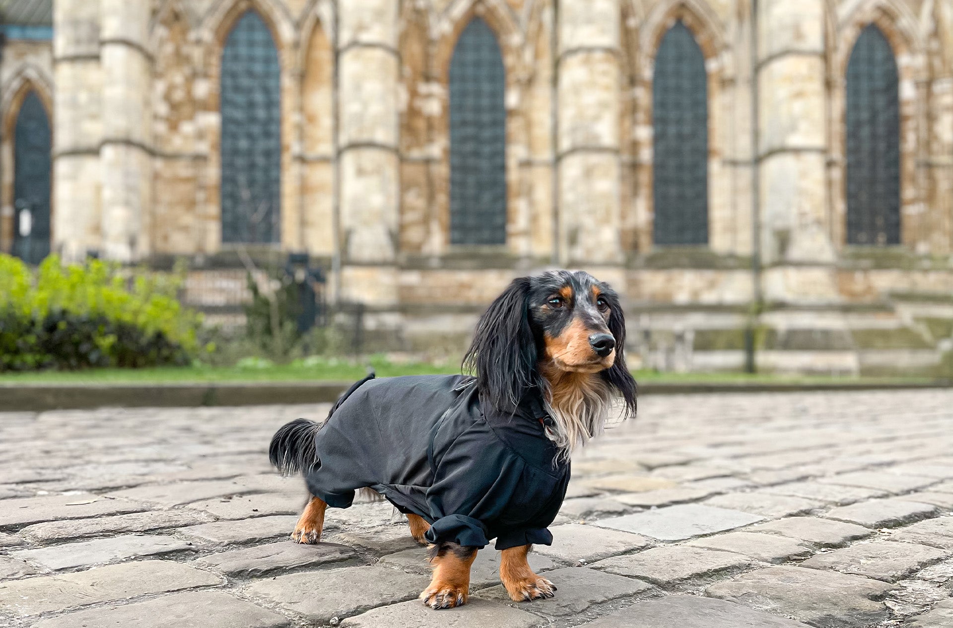 A dog wearing an Over Glam Thin Coat in front of a church