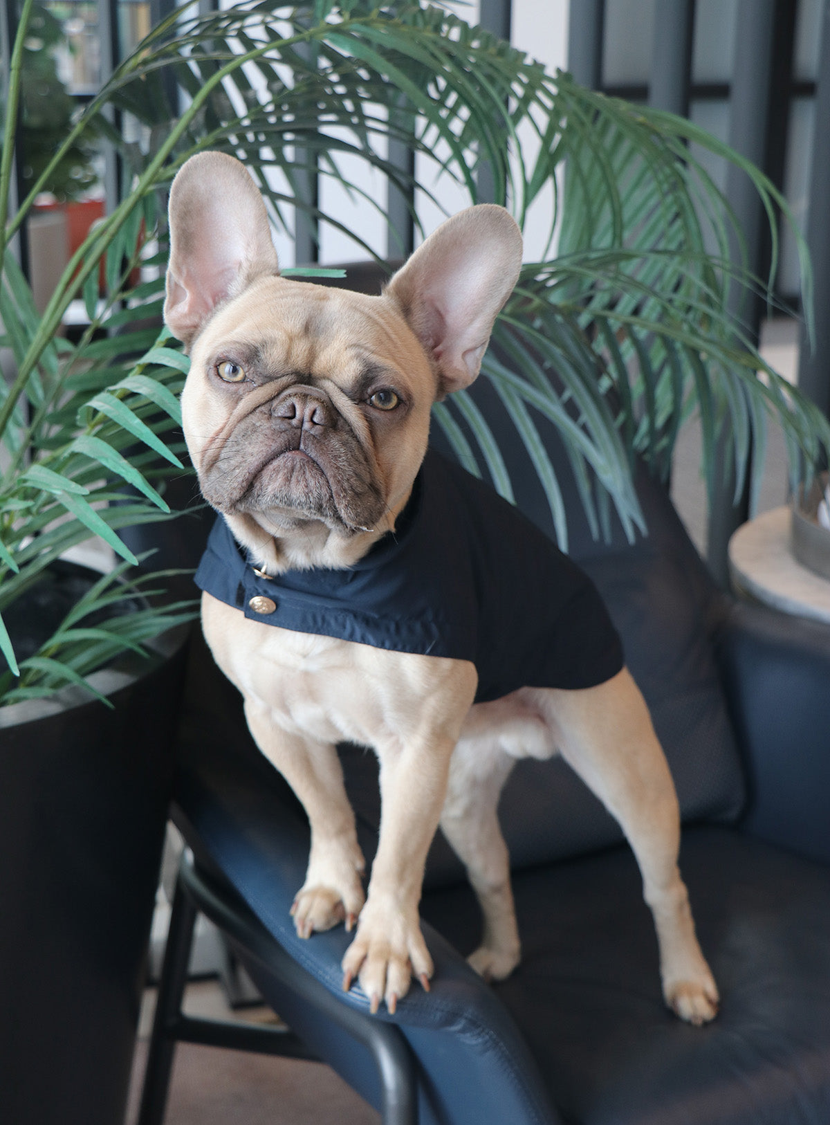 A dog posing with an Over Glam Thin Coat on a chair