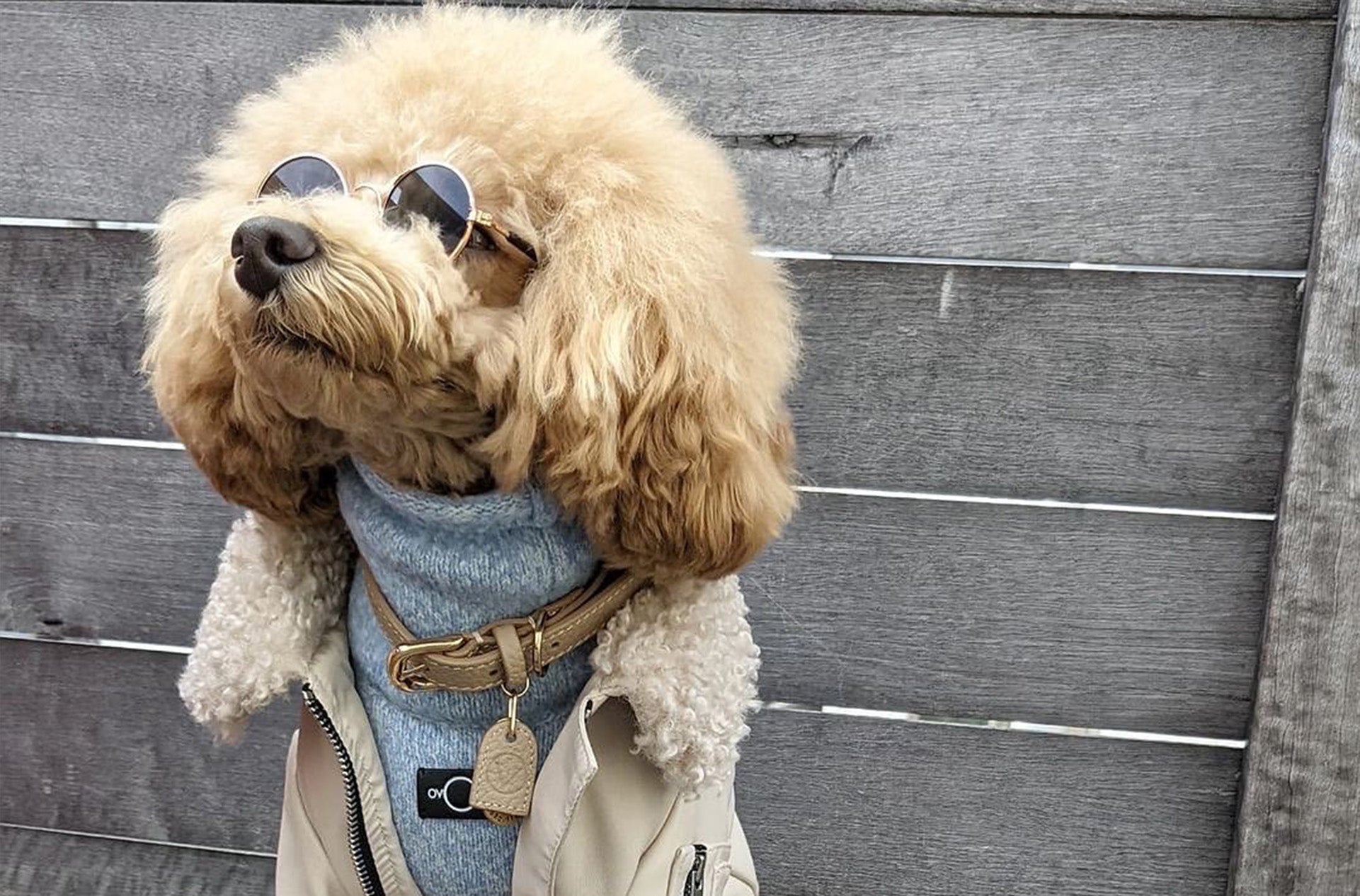 A dog wearing sunglasses and Over Glam jumper and Faux Fur Leather Jacket