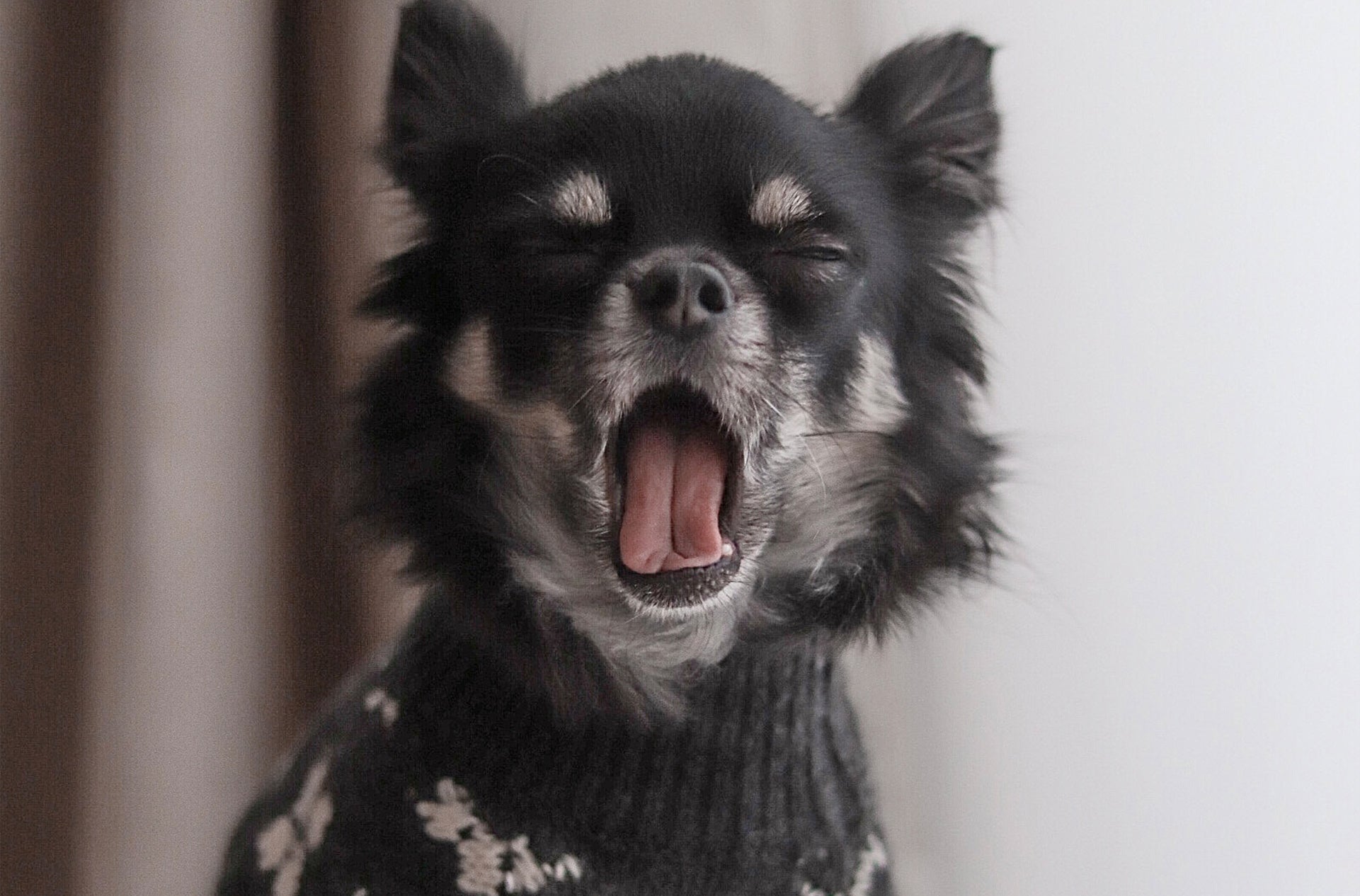 A dog with an open mouth wearing an OverGlam jumper
