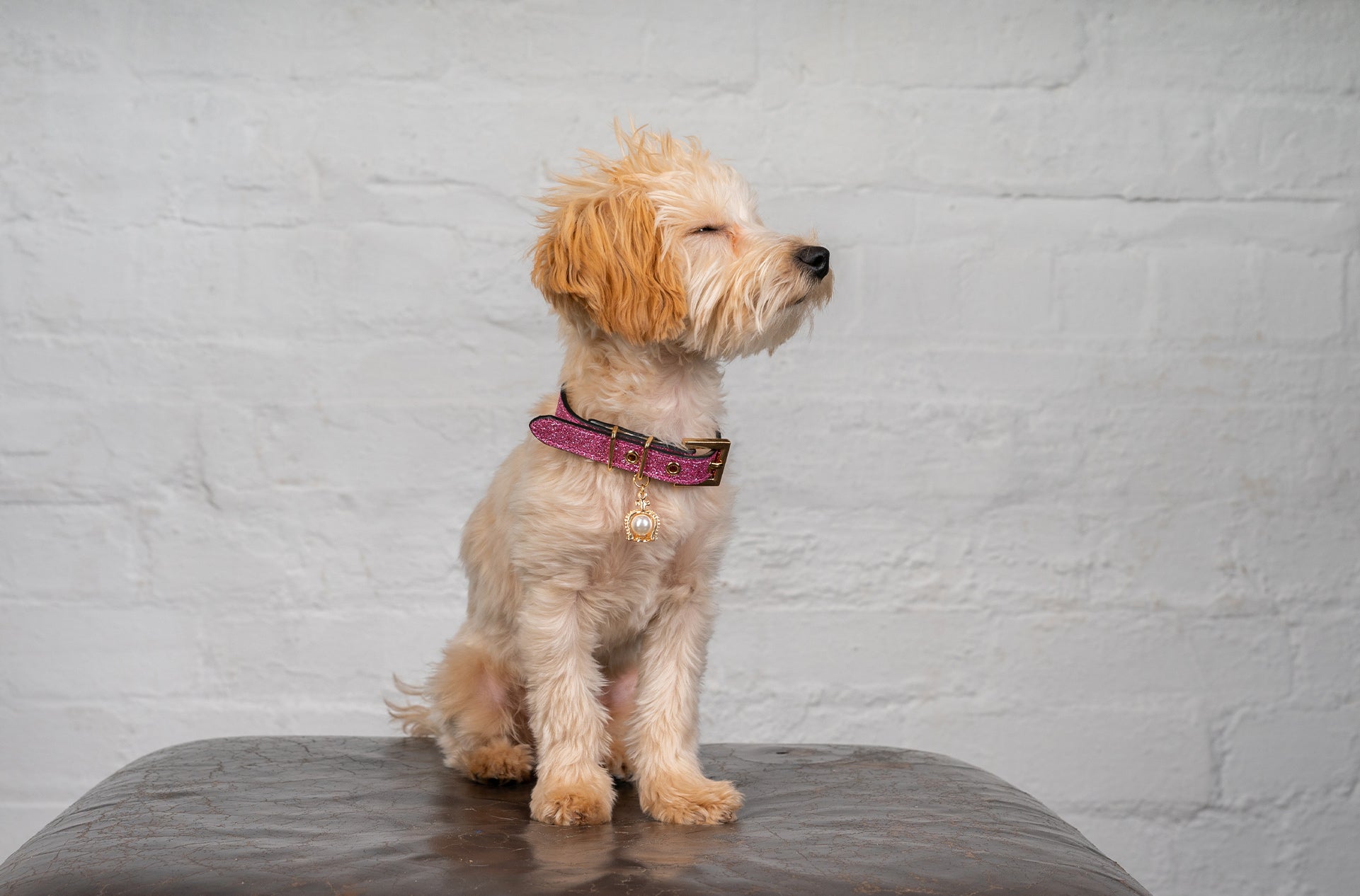 A dog posing with an OverGlam glitter collar