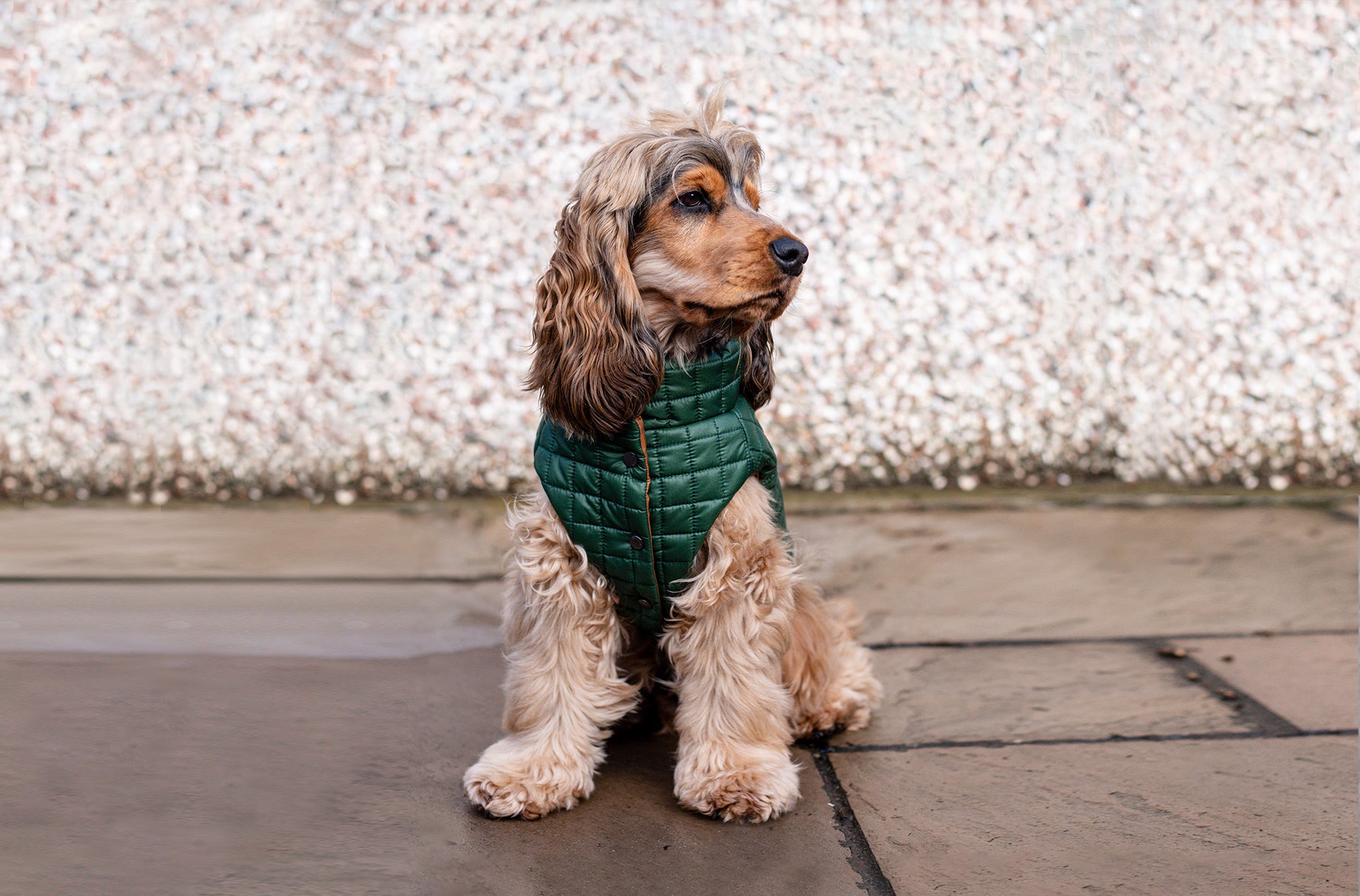 A dog posing with an OverGlam glitter collar