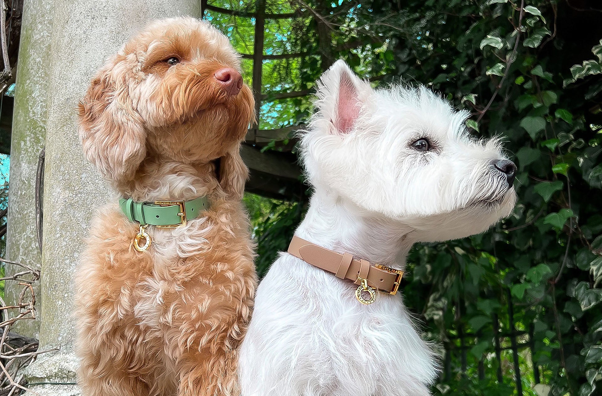Two dogs wearing Over Glam Premium Leather Collars outside