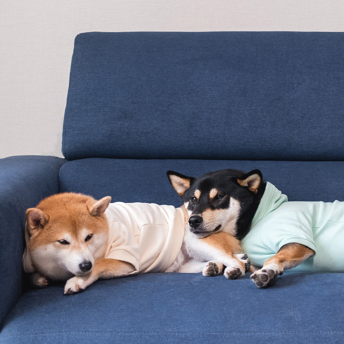 Two dogs wearing Over Glam Hoodies sleeping on a couch