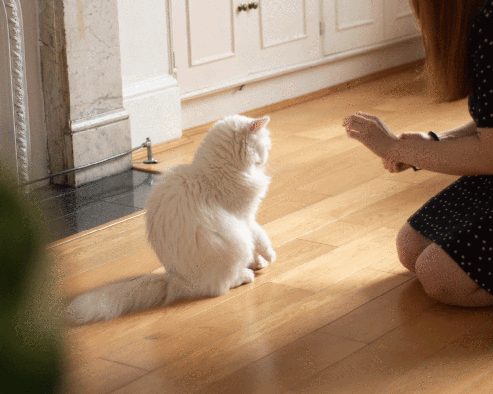 A gif of a cute cat high fiving a woman
