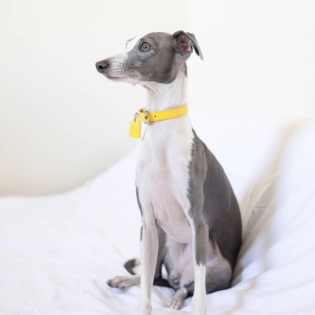 An Iggy dog with an OverGlam collar posing on a bed