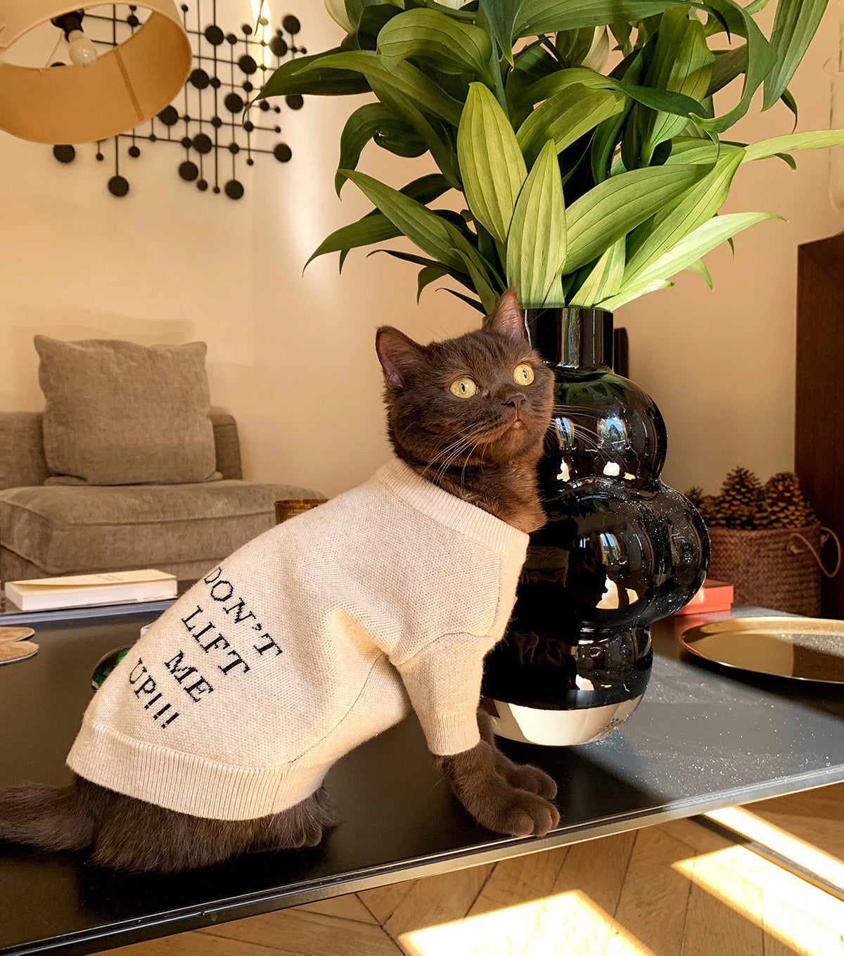 A cat with an OverGlam jumper posing on a coffee table