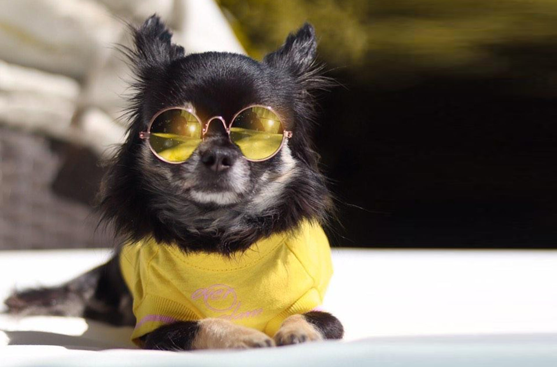 A dog posing outside with an Over Glam t-shirt