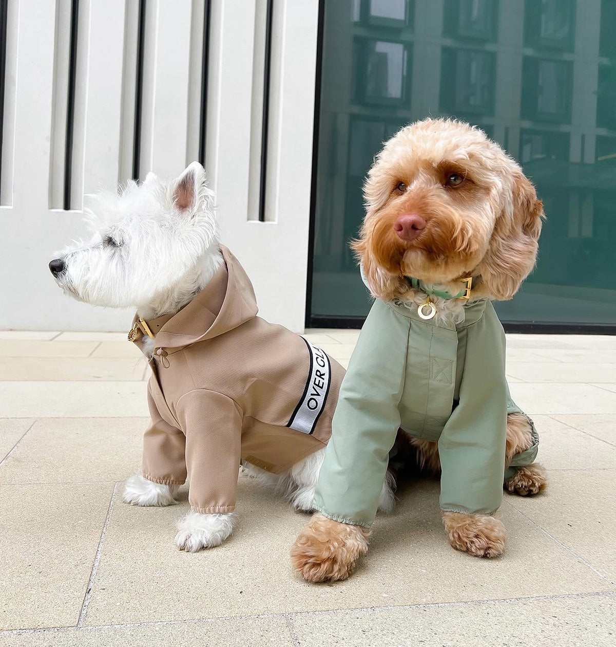 Two dogs posing with Over Glam Thin Coats in the city