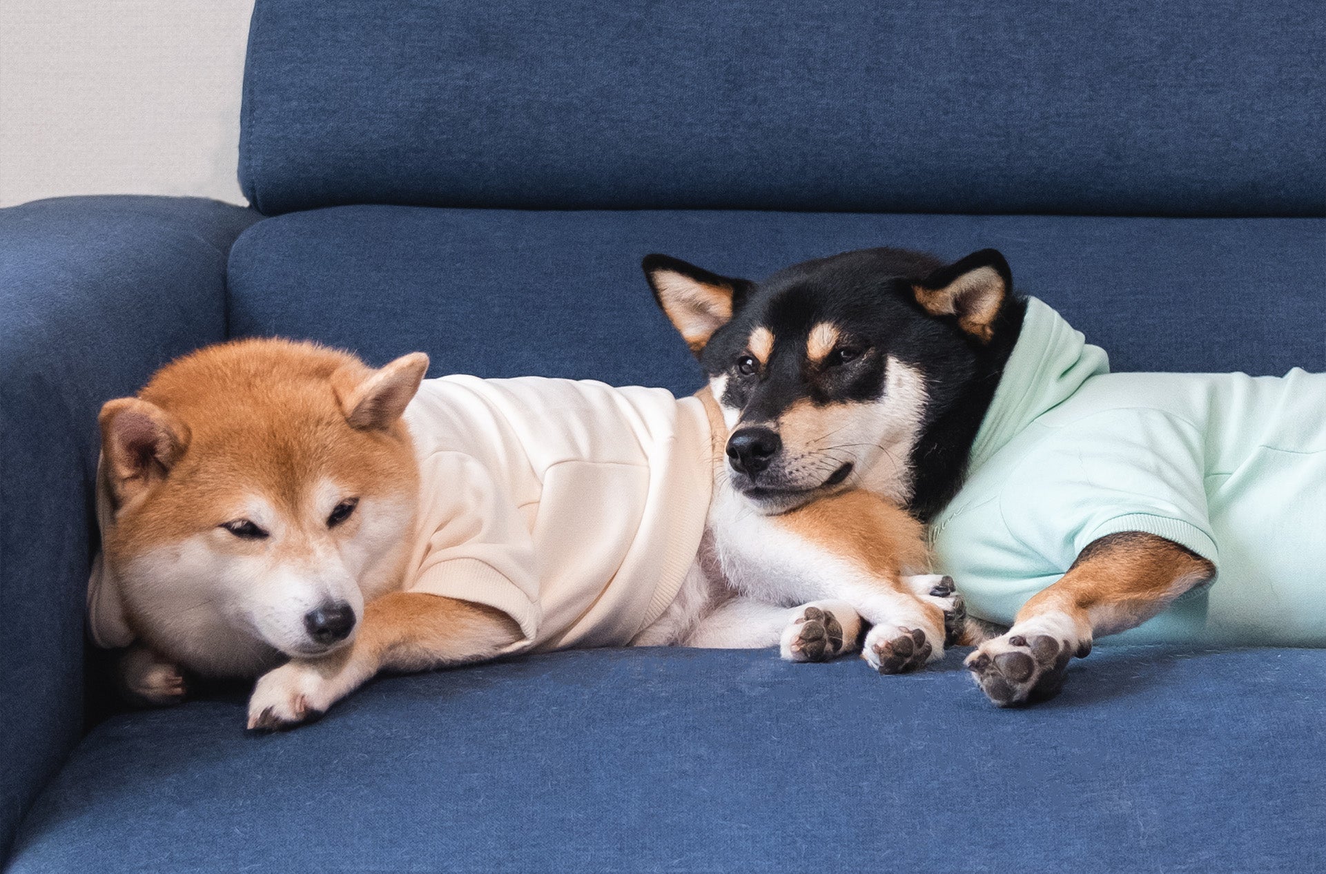 Two dogs resting on a couch wearing Over Glam Pastel Hoodies