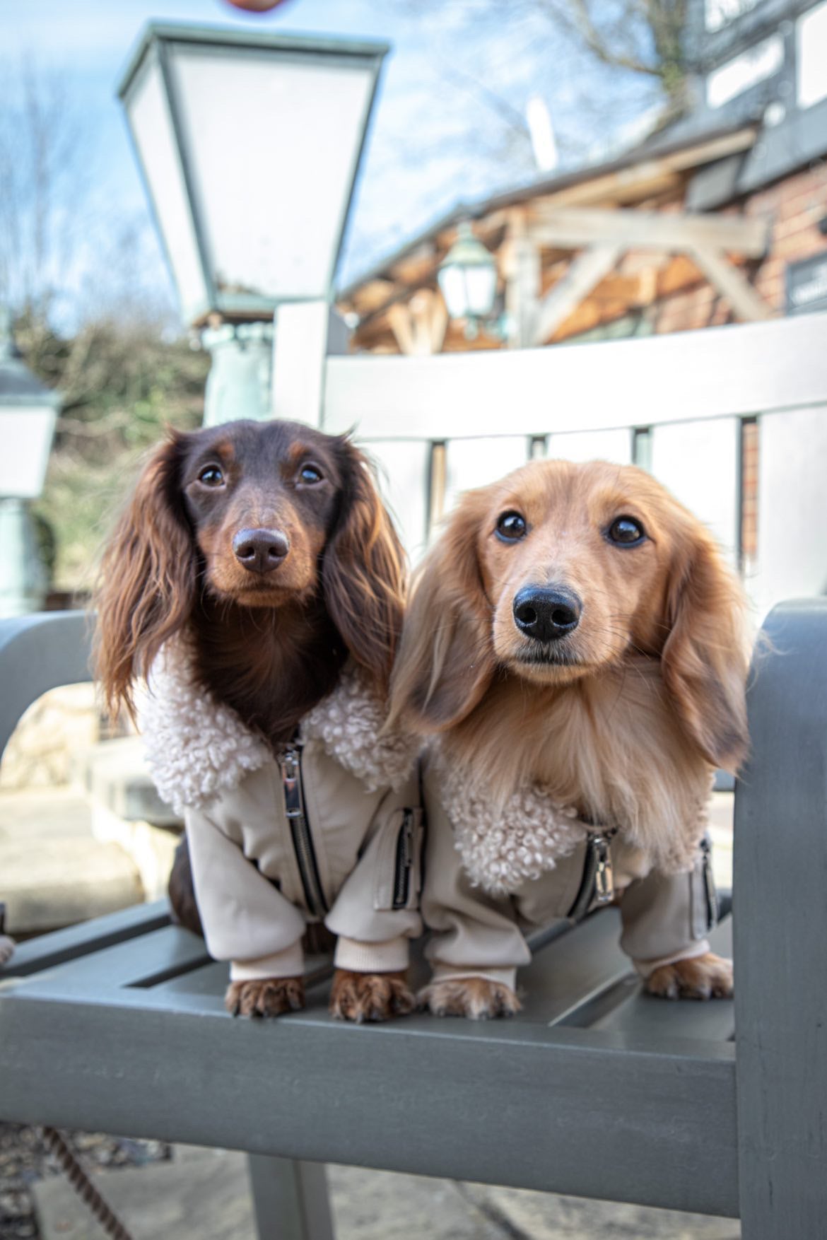 Two dogs wearing Over Glam Leather Jackets on a chair outside