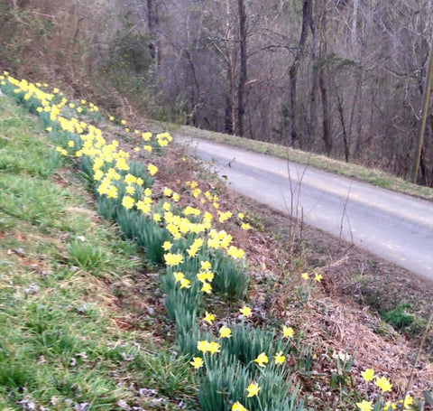 Yellow daffodils blooming on a hilly roadside