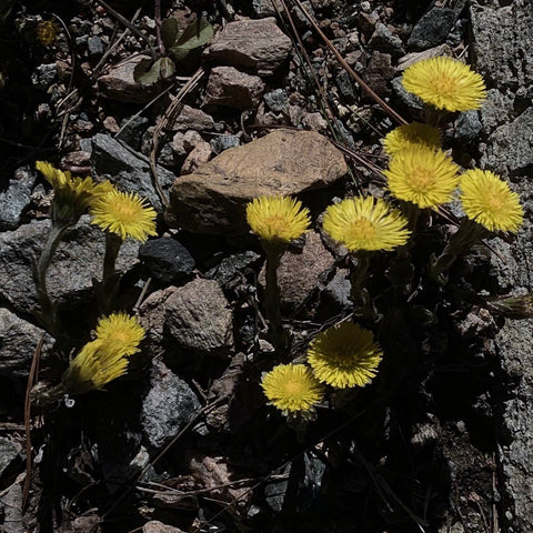 Coltsfoot