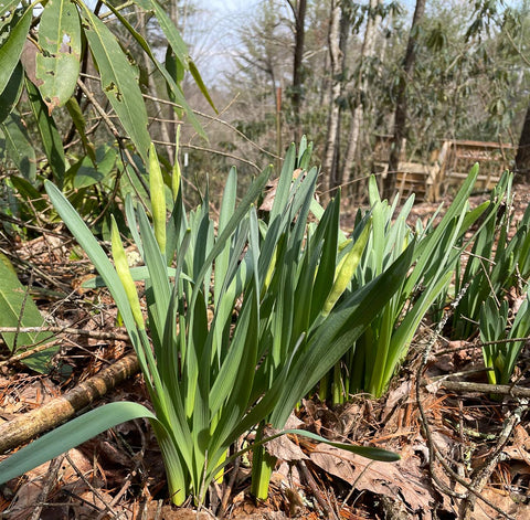 Daffodils almost ready to bloom