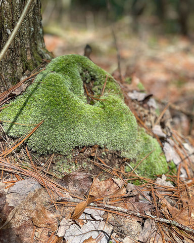 Soft green moss in the woods