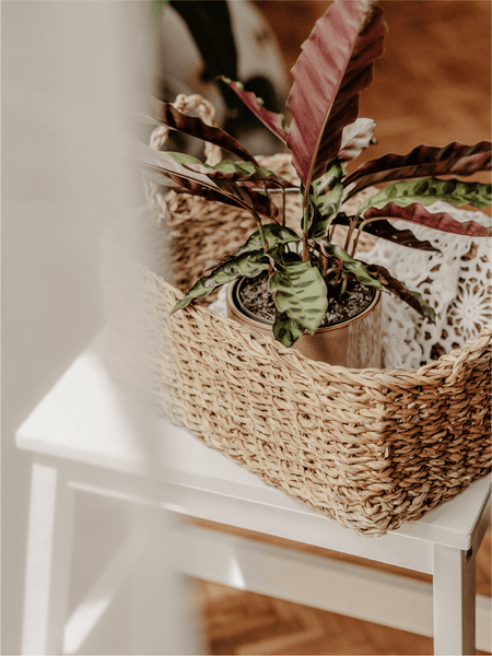 Gift basket with live plant in it on white side table