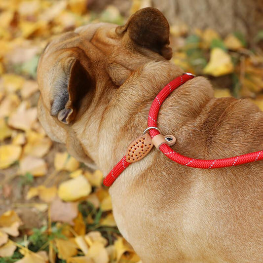 French Bulldog Chain Collar Stainless Steel 18K Gold Plated (WK019) –  frenchie Shop