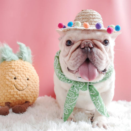 https://cdn.shopify.com/s/files/1/0218/7634/2848/products/Cute_straw_hat_for_french_bulldog_by_Frenchiely_4.jpg?v=1584298453&width=533
