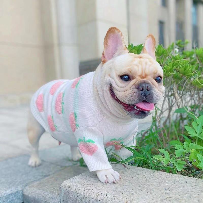 Dog Peach Sweater – Frenchiely