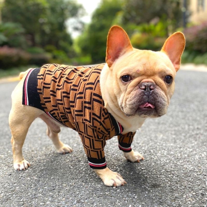 dog-coat-color-french-bulldog-panel-veterinary-genetics-laboratory