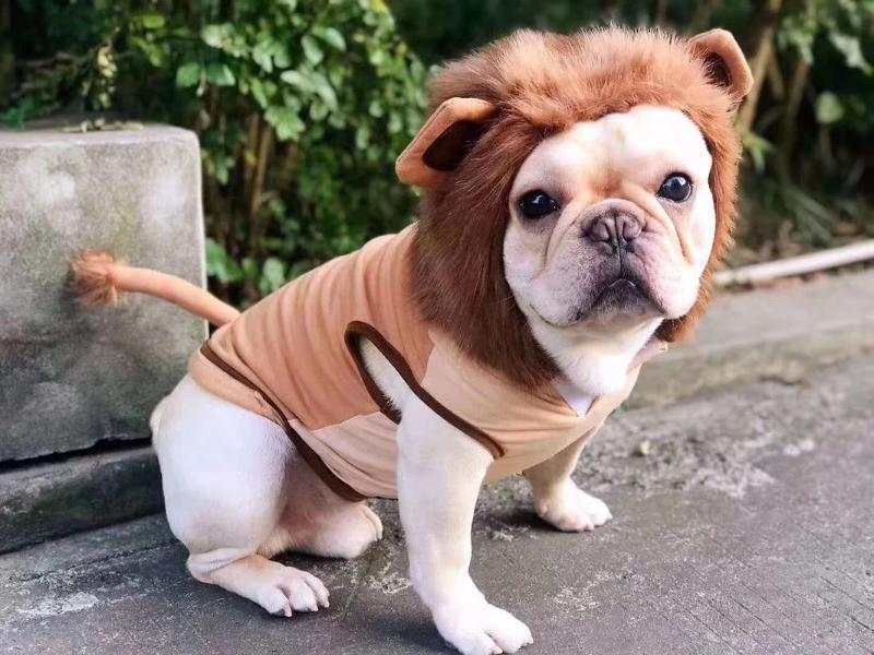 baby french bulldog costume