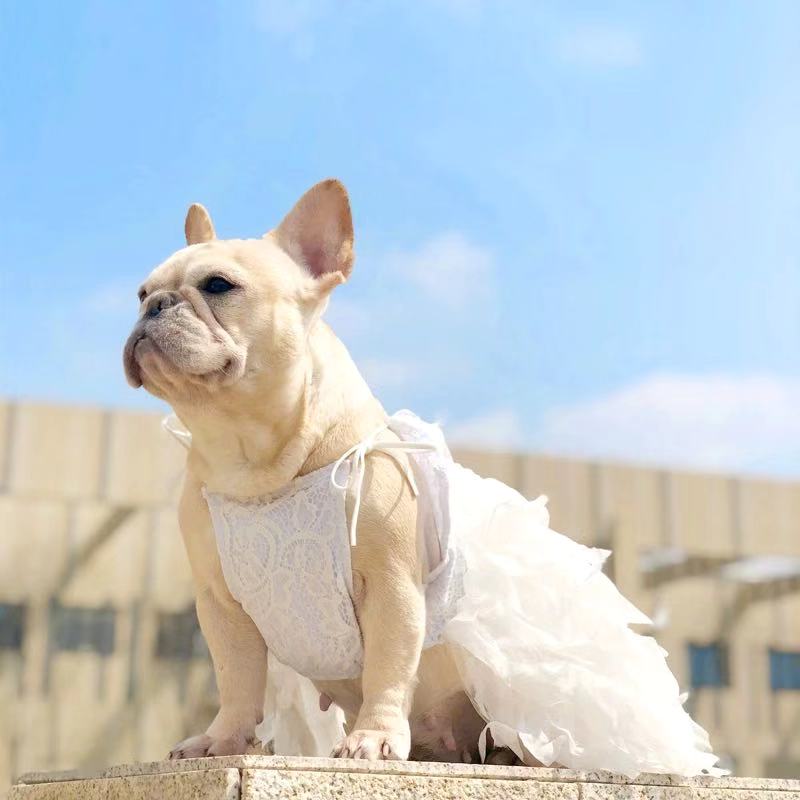 french bulldog wedding outfit