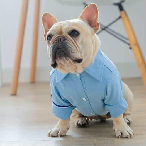 French bulldog blue