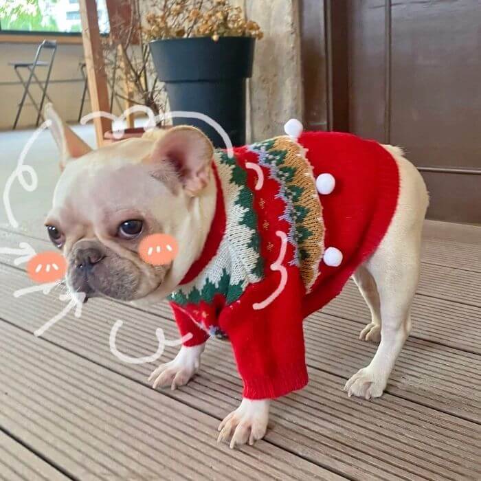 Dog Christmas Tree Outfits – Frenchiely