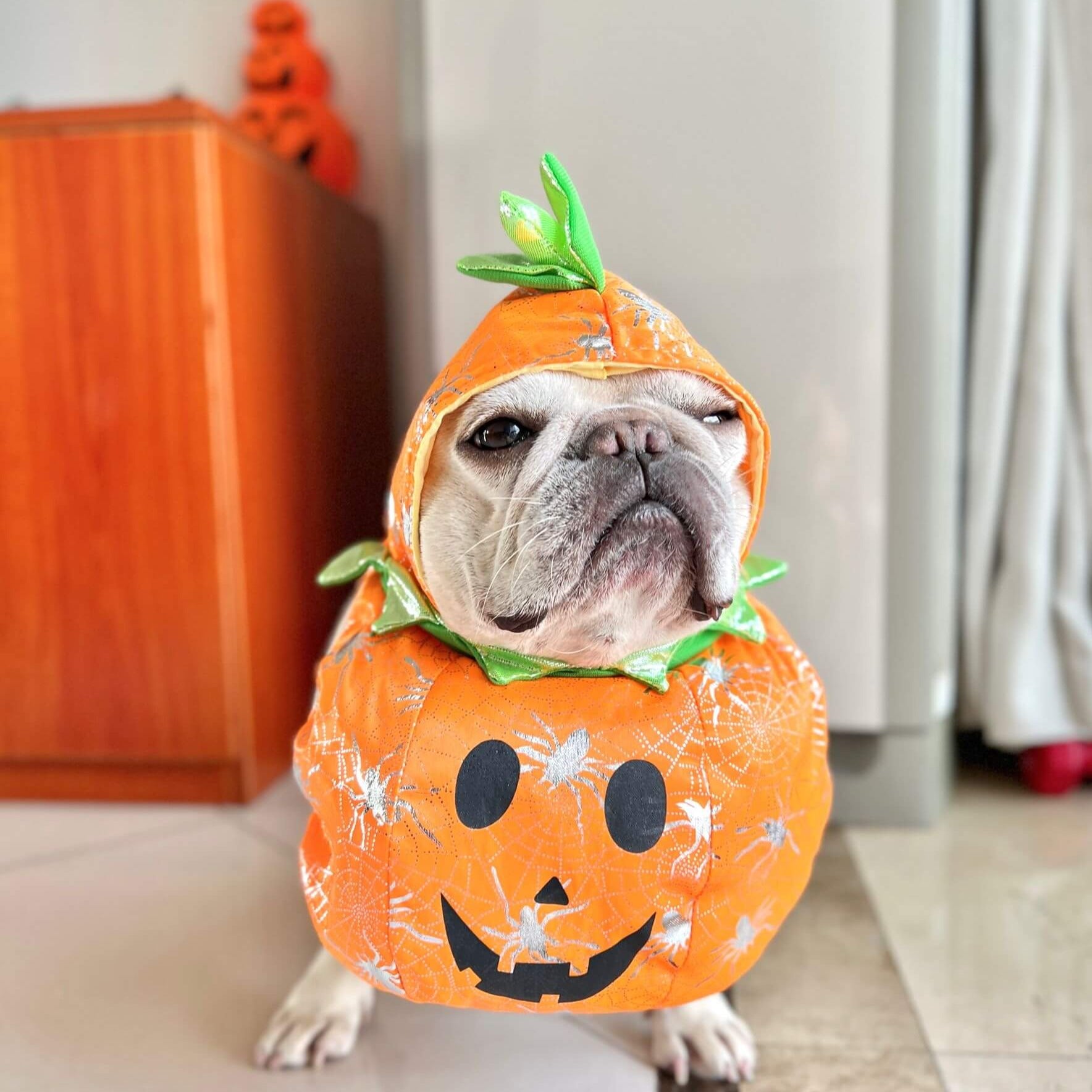 Dog Pumpkin Costume – Frenchiely