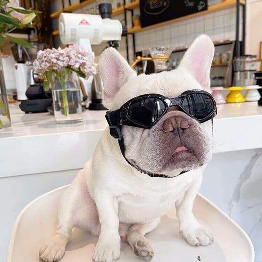 https://cdn.shopify.com/s/files/1/0218/7634/2848/products/doggogglessunglassesformediumdogsbyFrenchiely001_2.jpg?v=1669024174&width=533