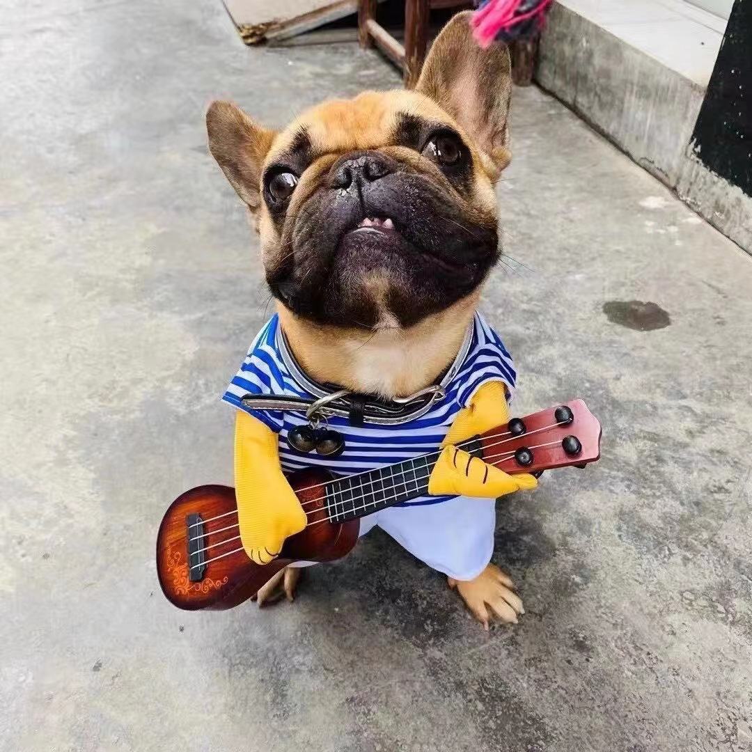 French bulldog guitar costume