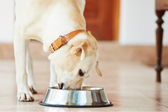 Labrador eating dinner from bowl on floor