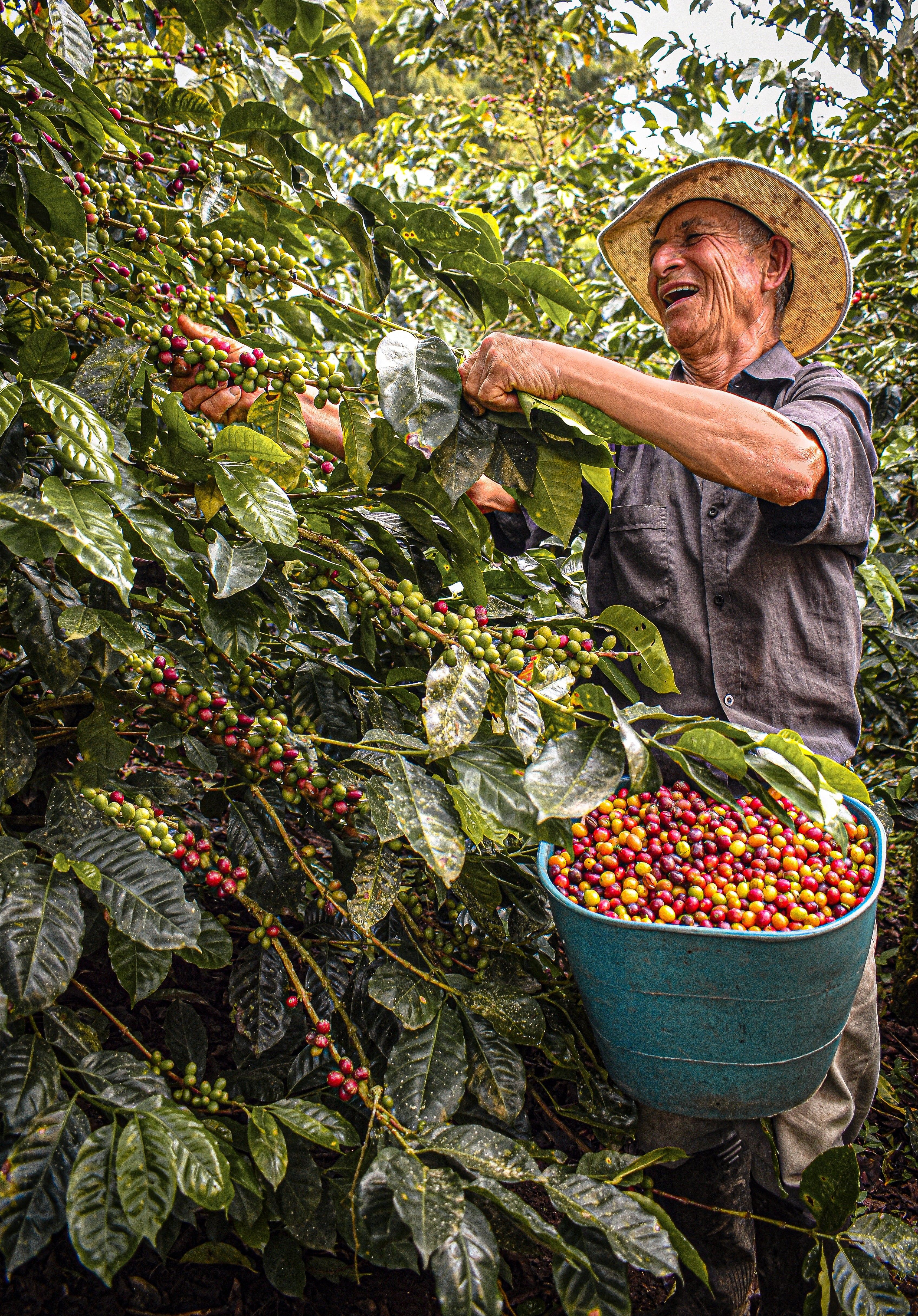 man harvesting ripe coffee cherries