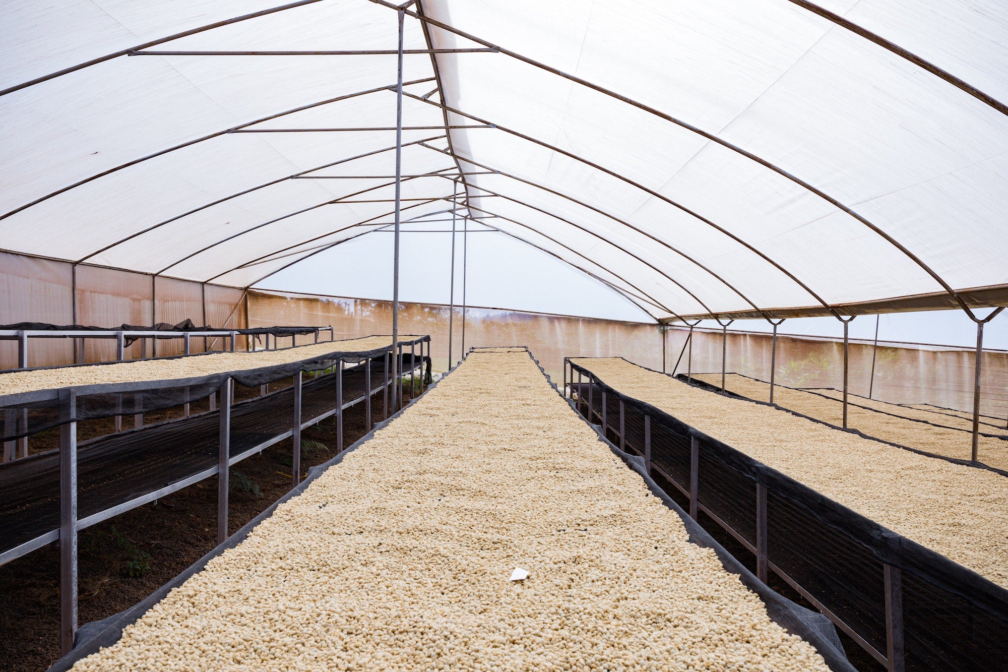 coffee drying