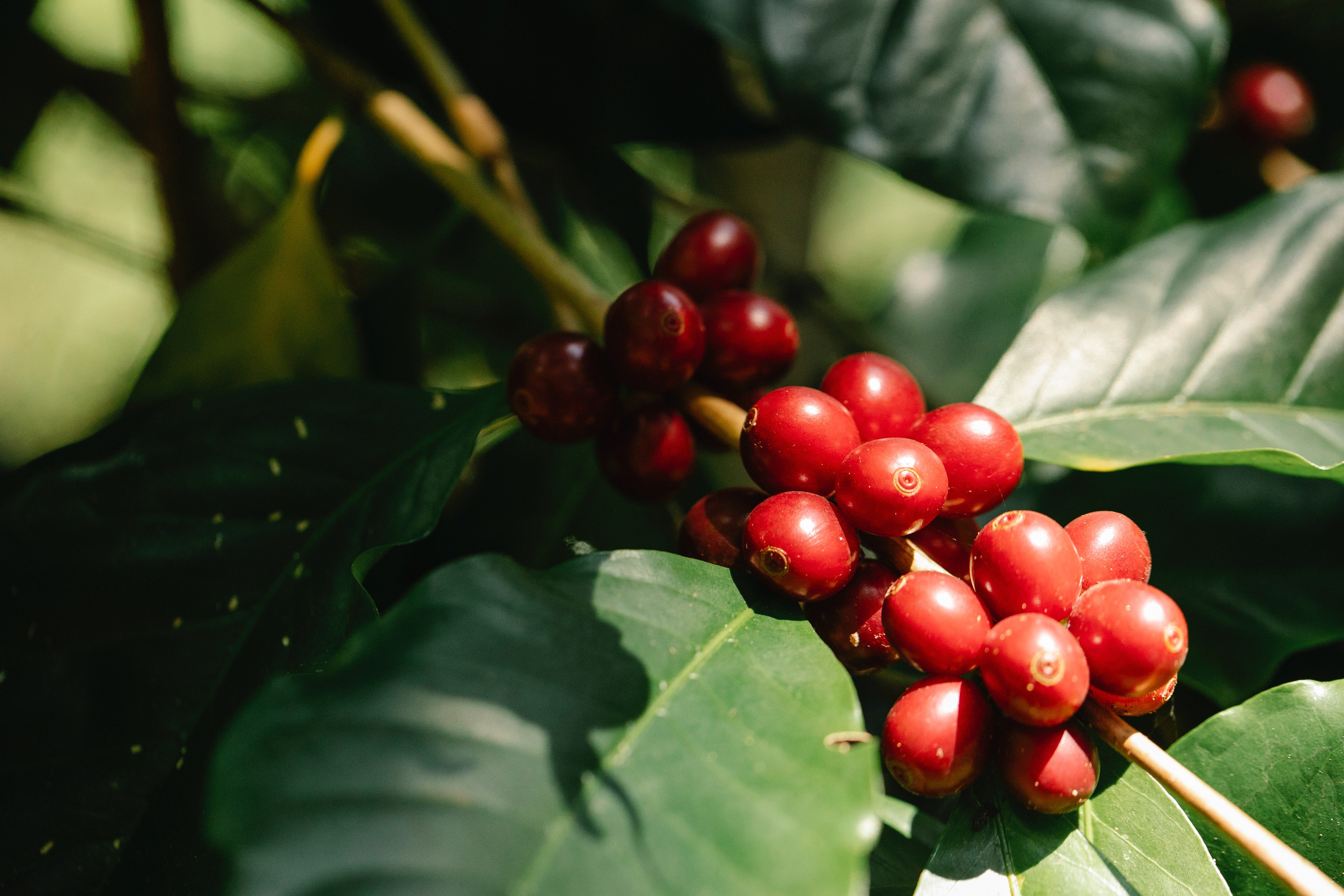 coffee cherries on branch