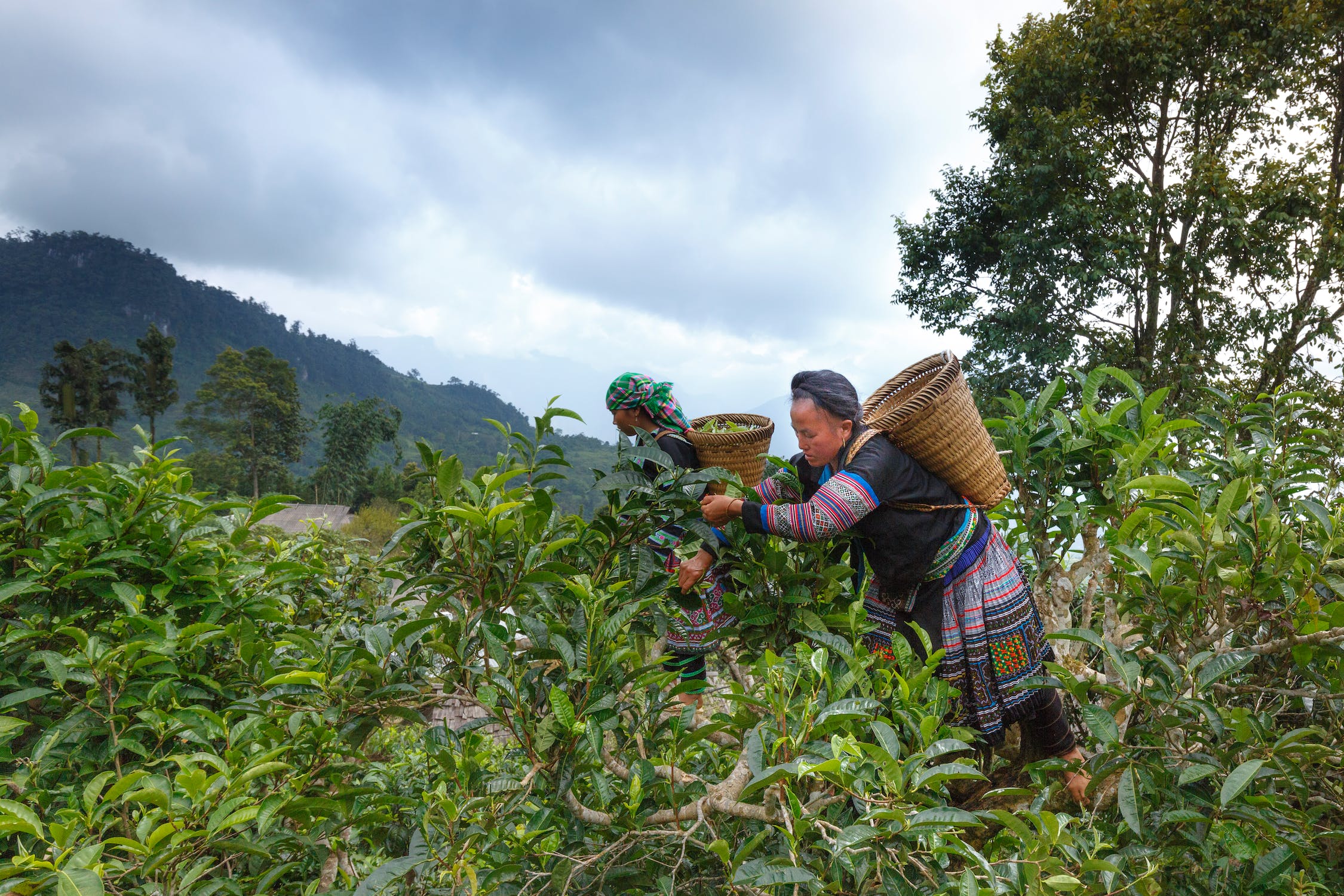 woman on tea farm