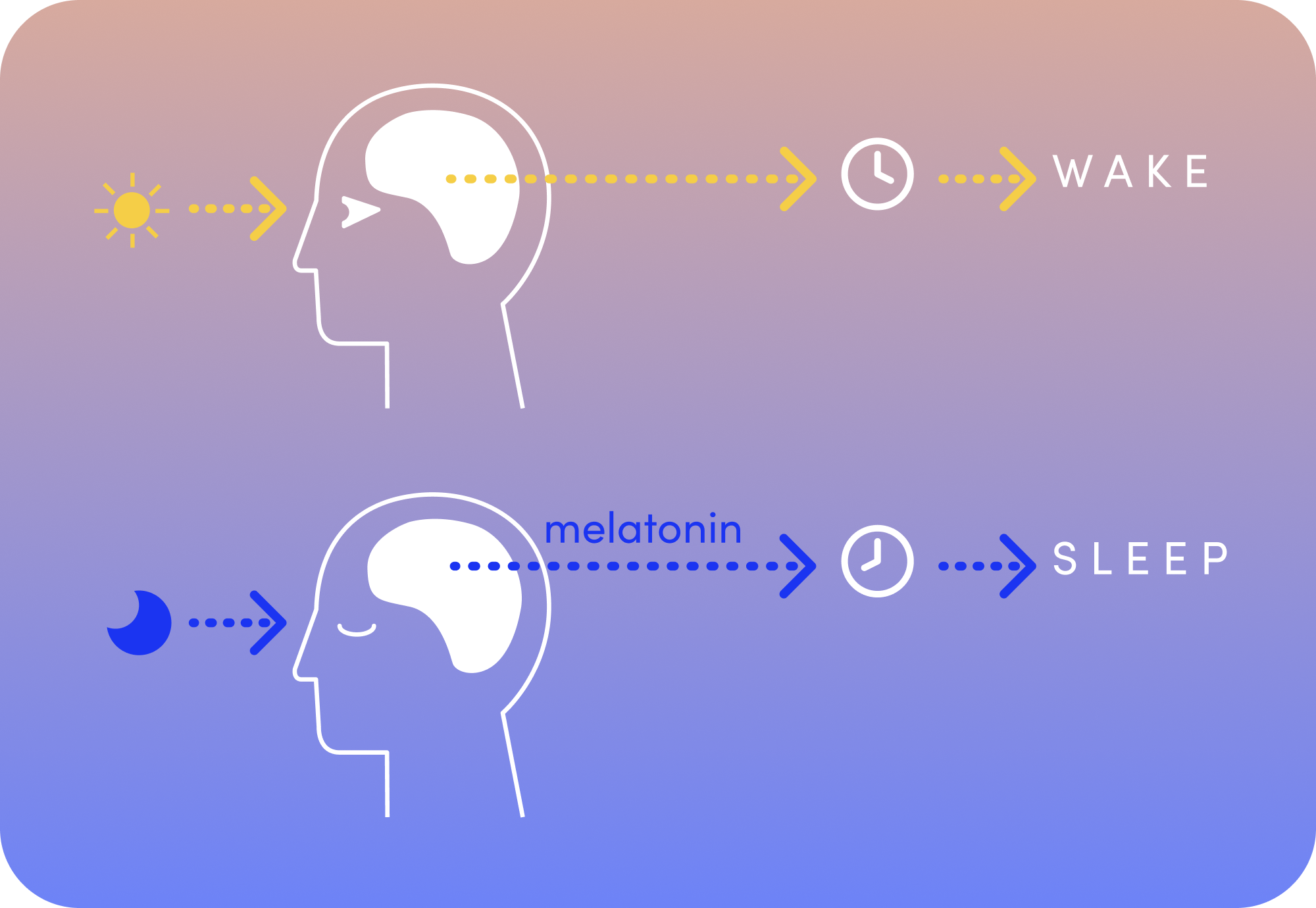 what is circadian rhythm diagram 