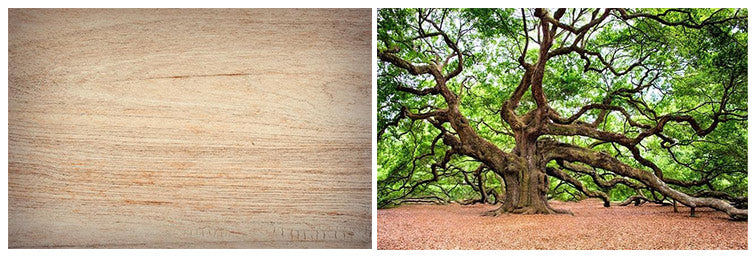 Hardwoods vs. Softwoods: What Makes Them Different?