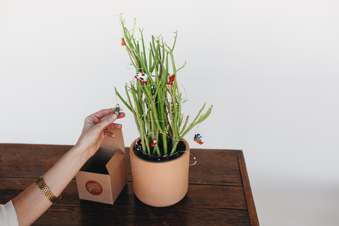 House plant dressed with lights and flowers