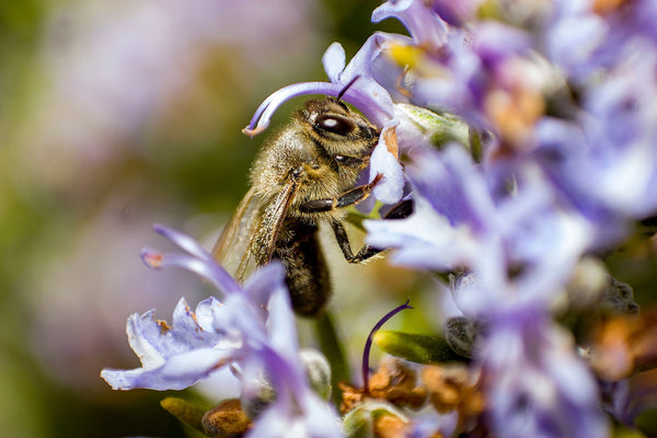 A honeybee pollinating delicate purple flowers