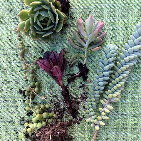 succulent cuttings