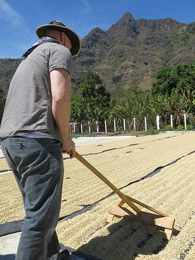 Raking drying coffee seeds