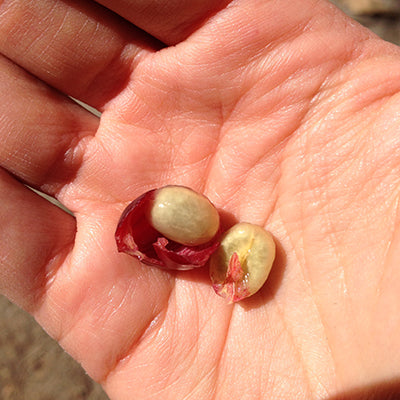 coffee seeds