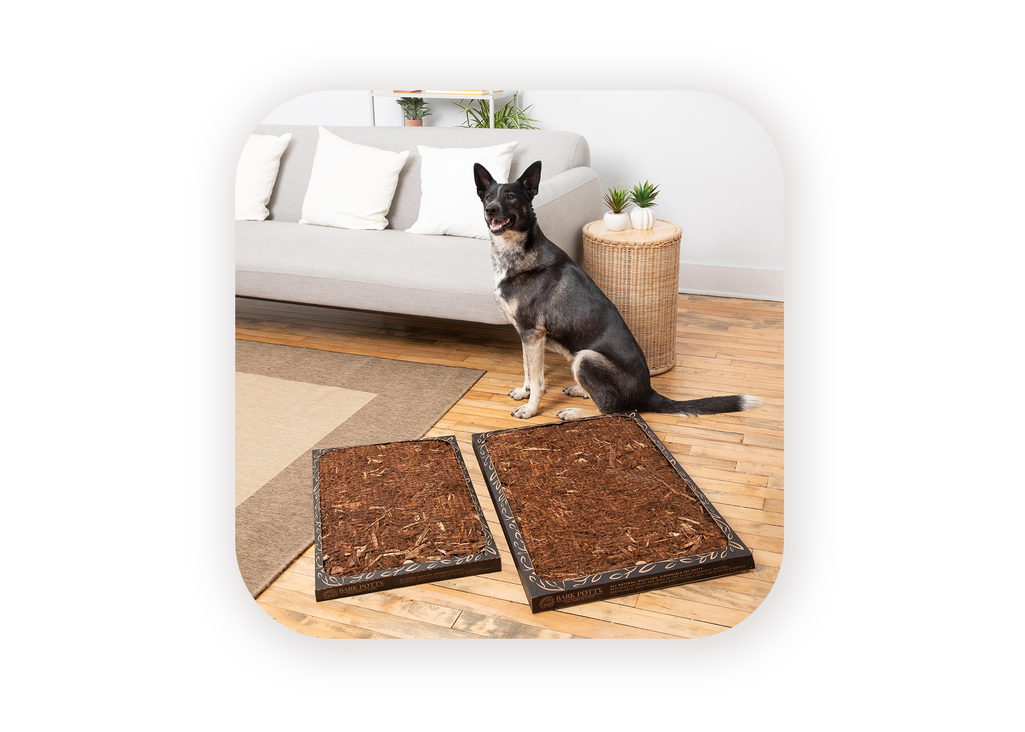 Bark Potty | Eco-Friendly Indoor Potty For Dogs