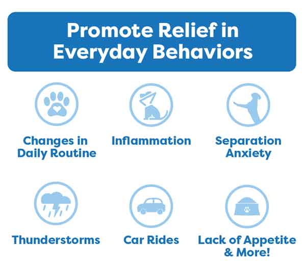 Promote relief in everyday behaviors with cbd dog treats