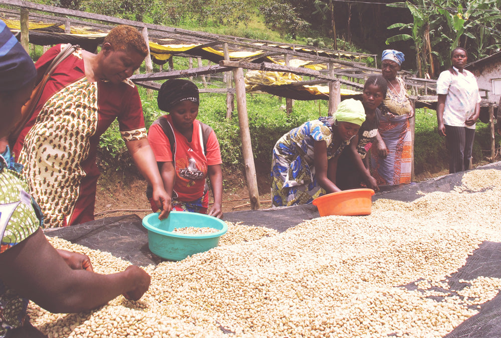 DR Congo Kivu Coffee